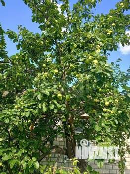 Дом 97м², 1-этажный, участок 11 сот.  